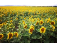 sunflower fields