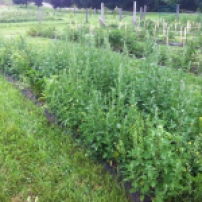 same garden line before weeding...