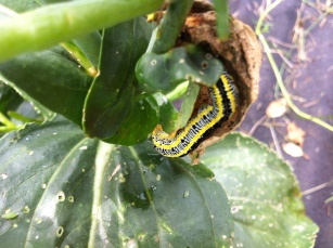 big caterpillars on my plants!!!
