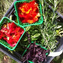 part of the harvest of day 1: rosemary, basils, nasturtium (edible flowers), mint...
