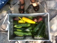part of the harvest of day 1: green and yellow zucchini, peppers, beetroots, lettuce..