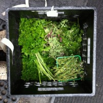 parsley, thyme, oregano, coriander!