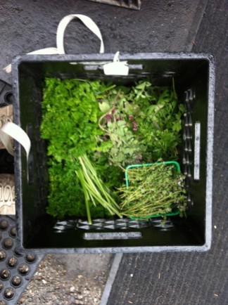 parsley, thyme, oregano, coriander!