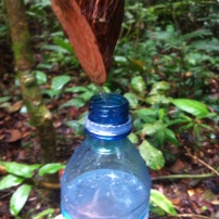 Capturing water in the jungle: Bejuco de Agua
