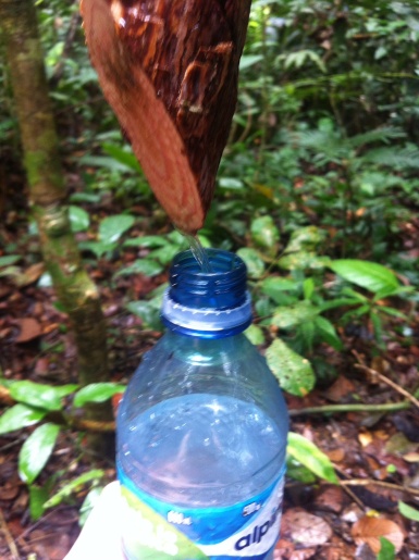 Capturing water in the jungle: Bejuco de Agua