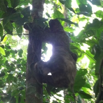 sloth & baby