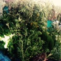 Herbs at the market